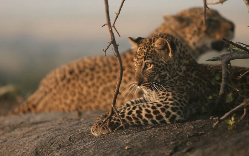 Stay 4 Nights and Pay 3 Nights Only at Serengeti Under Canvas Camp Tanzania